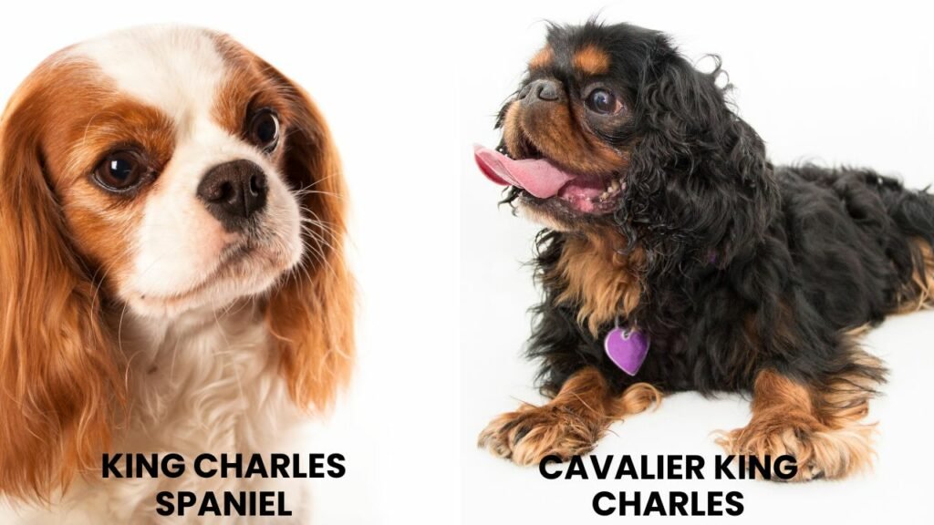 King Charles Spaniel vs Cavalier King Charles