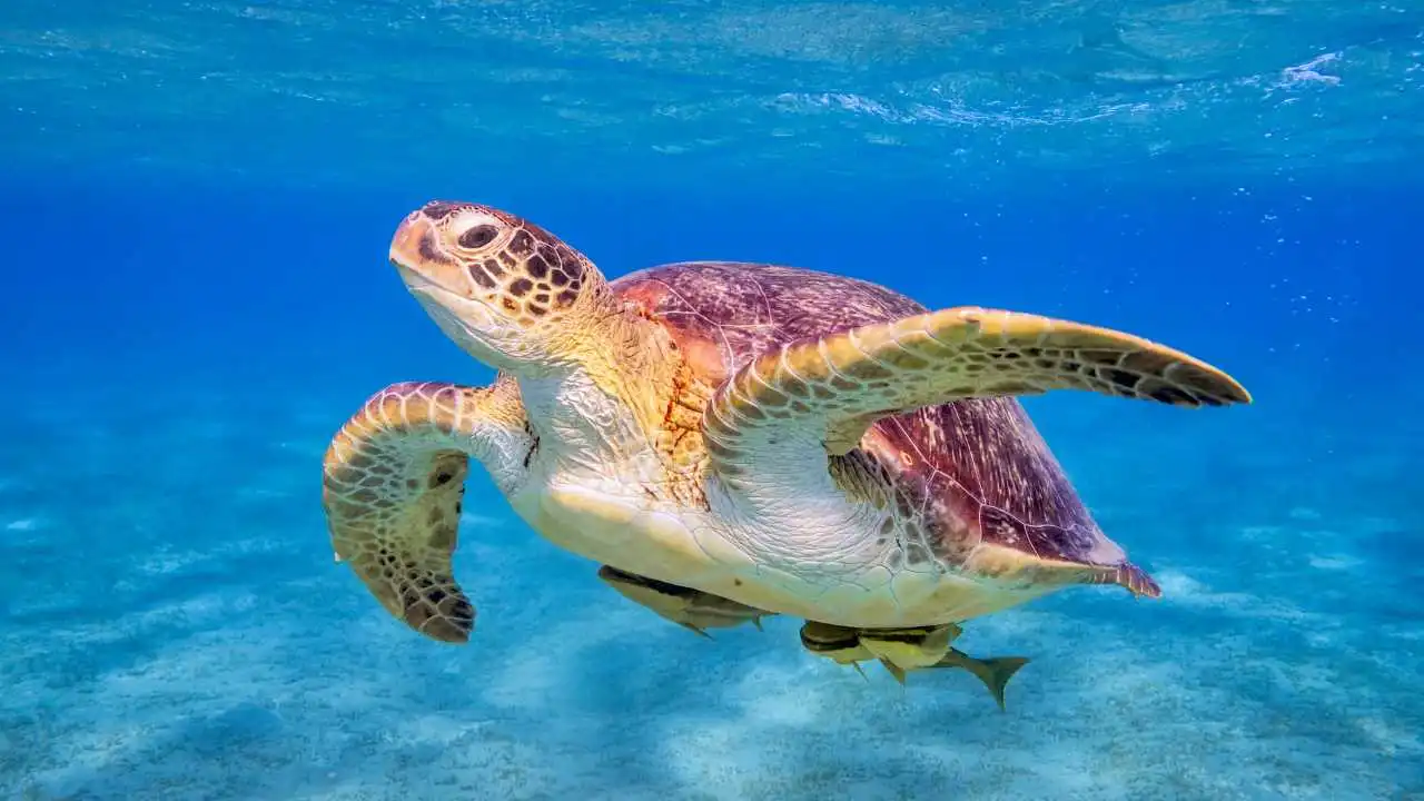 Sea Turtle's Diet: What Do Sea Turtles Eat? - Zooologist