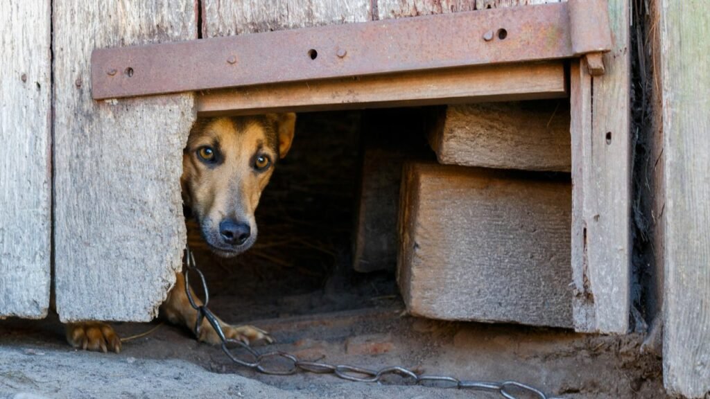 afraid dog