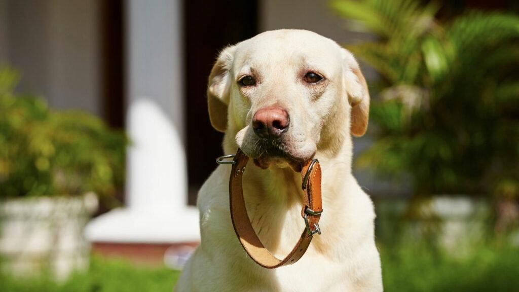 Anti-bark Collars