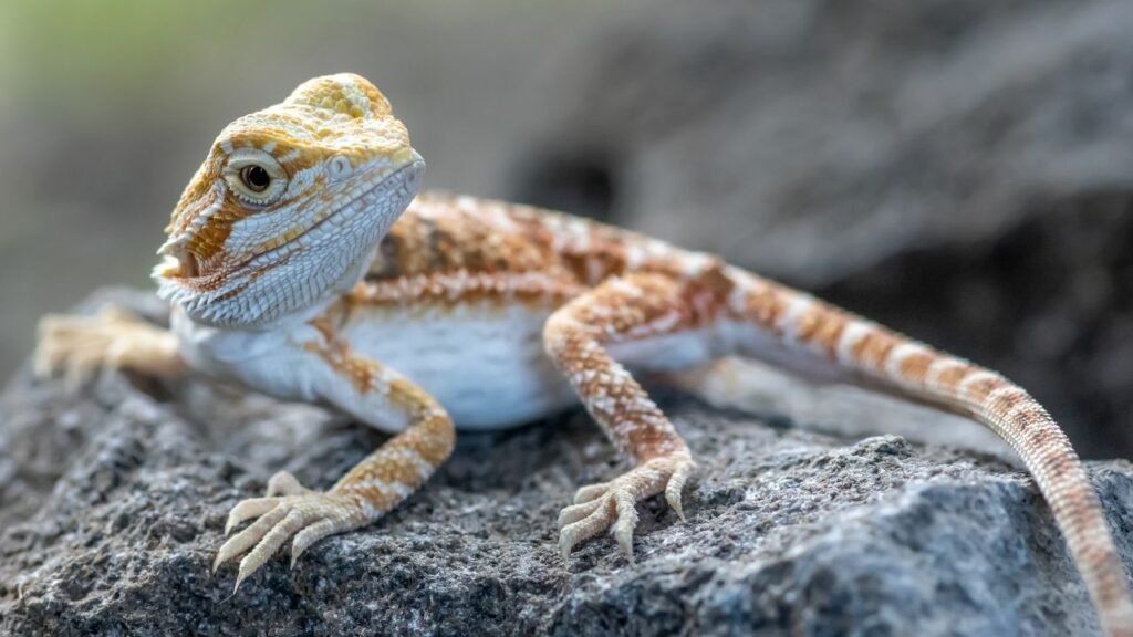 Bearded Dragon