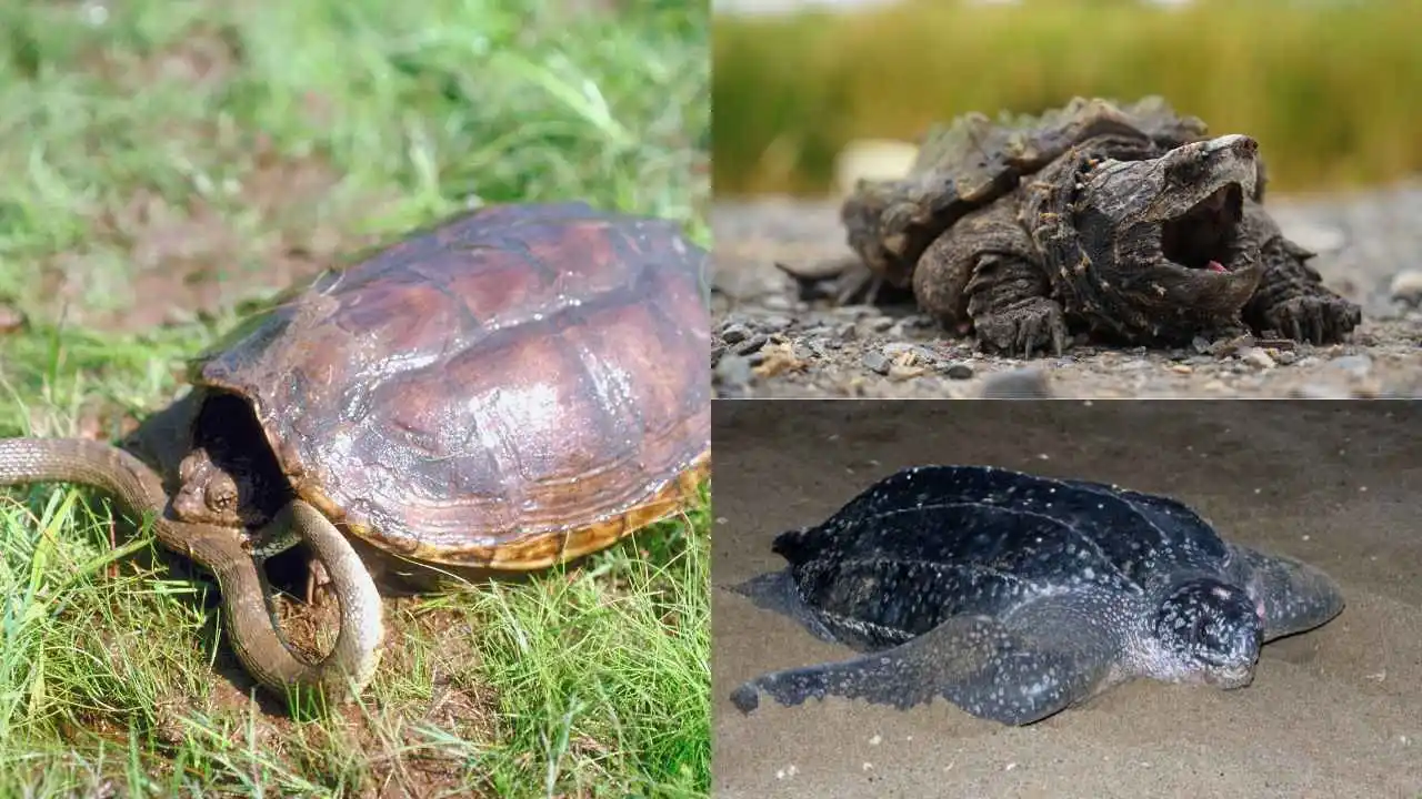 Carnivorous Turtles