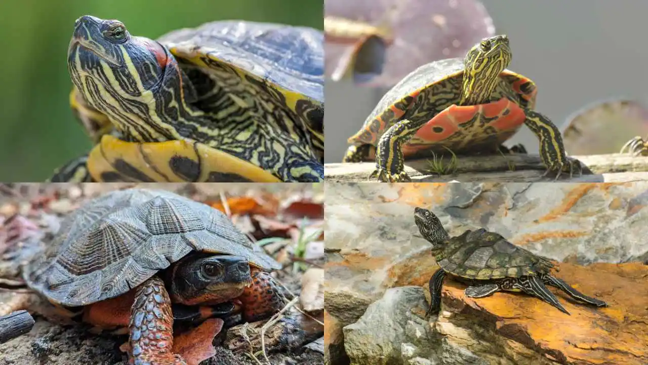 Omnivores Turtles