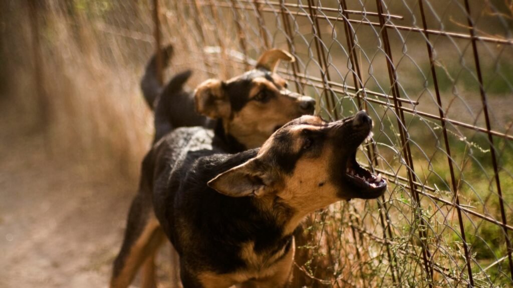 barking dogs