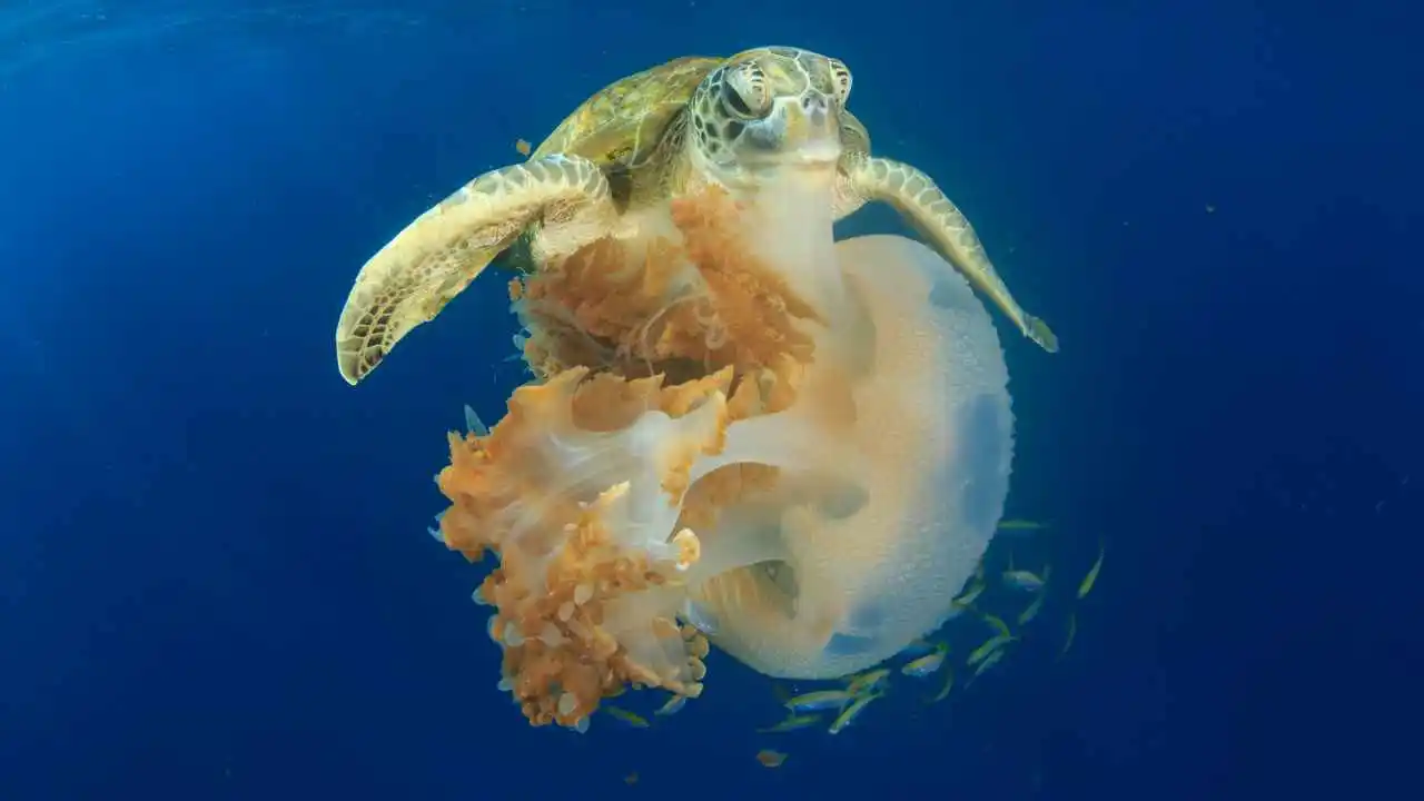 turtles eat