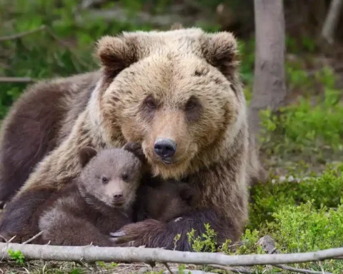 Brown Bear
