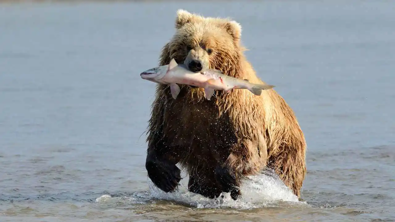 Brown Bear Eat