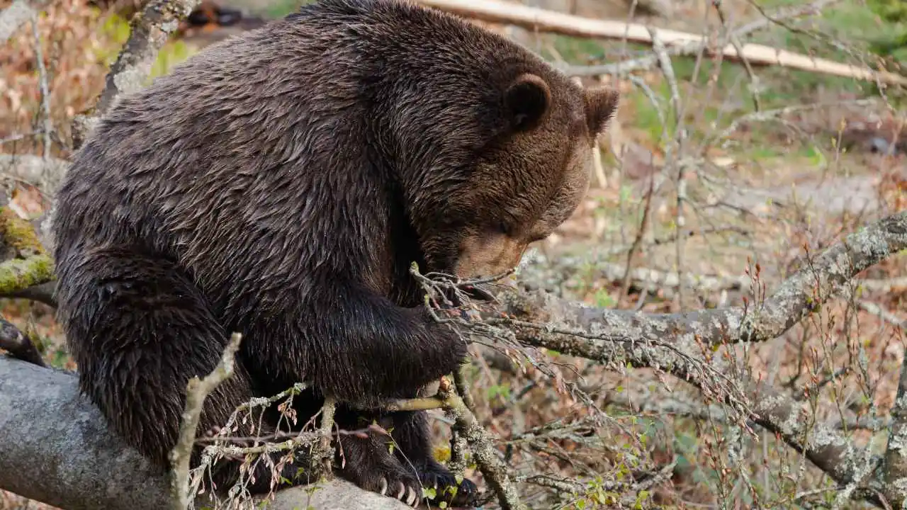 Brown Bear Smell