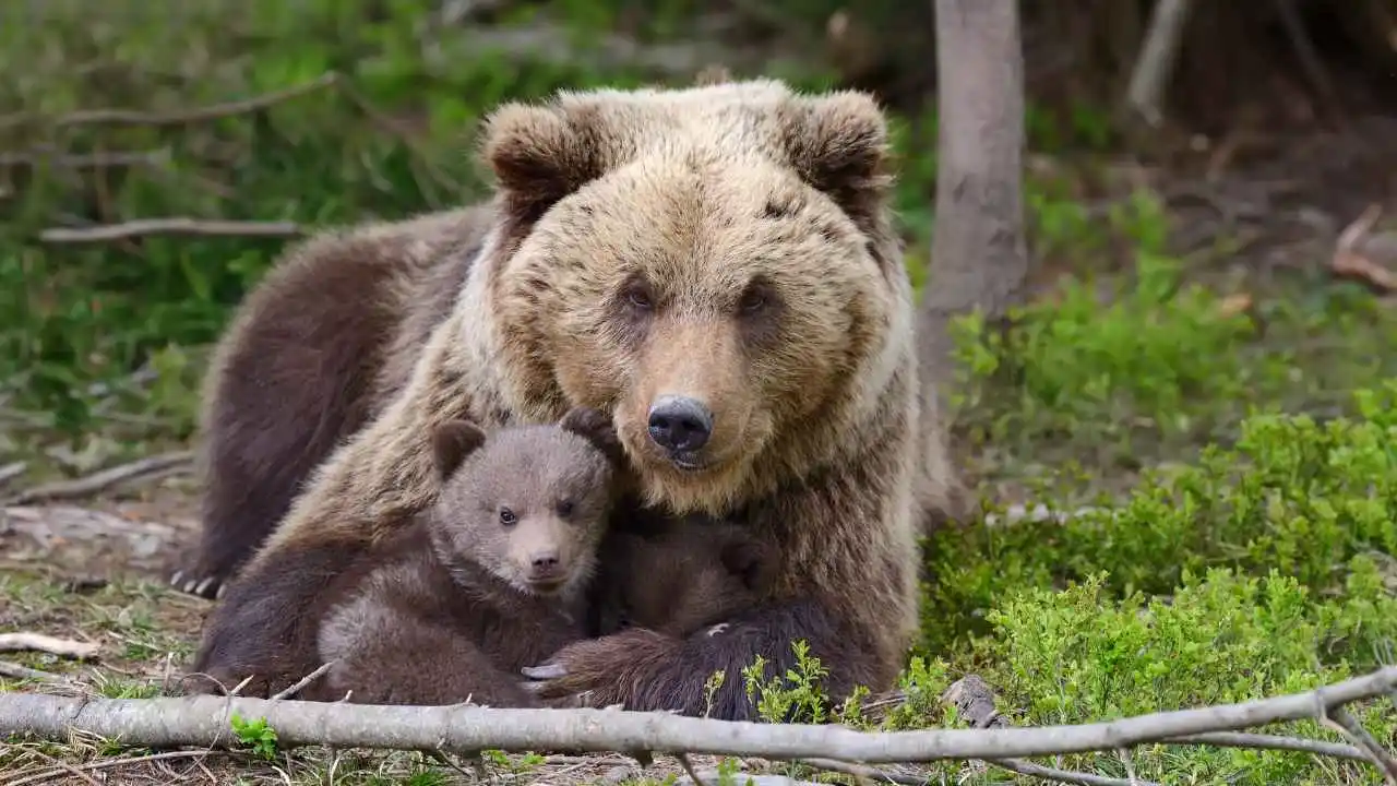 Brown Bear