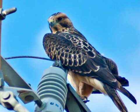 Chicken Hawks