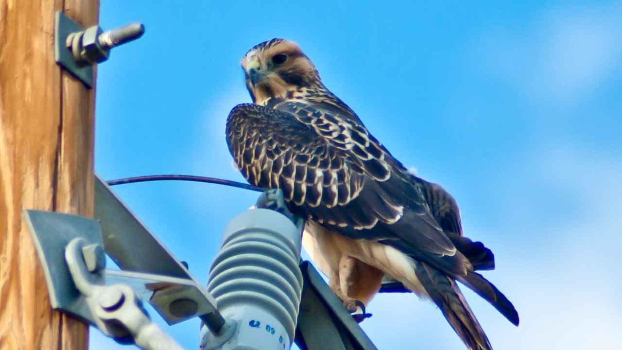 Chicken Hawks