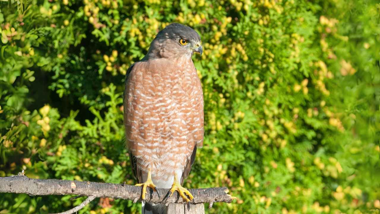 Cooper's Hawk