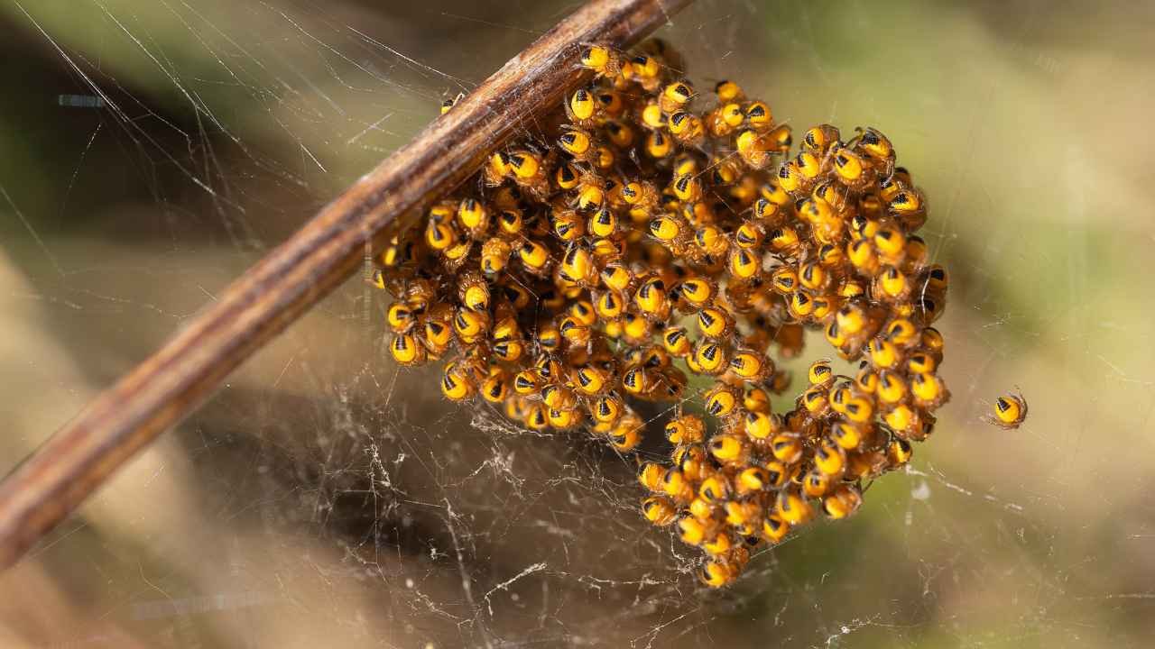 Life Cycle of Orb Spiders