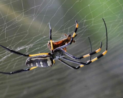 Orb Spiders