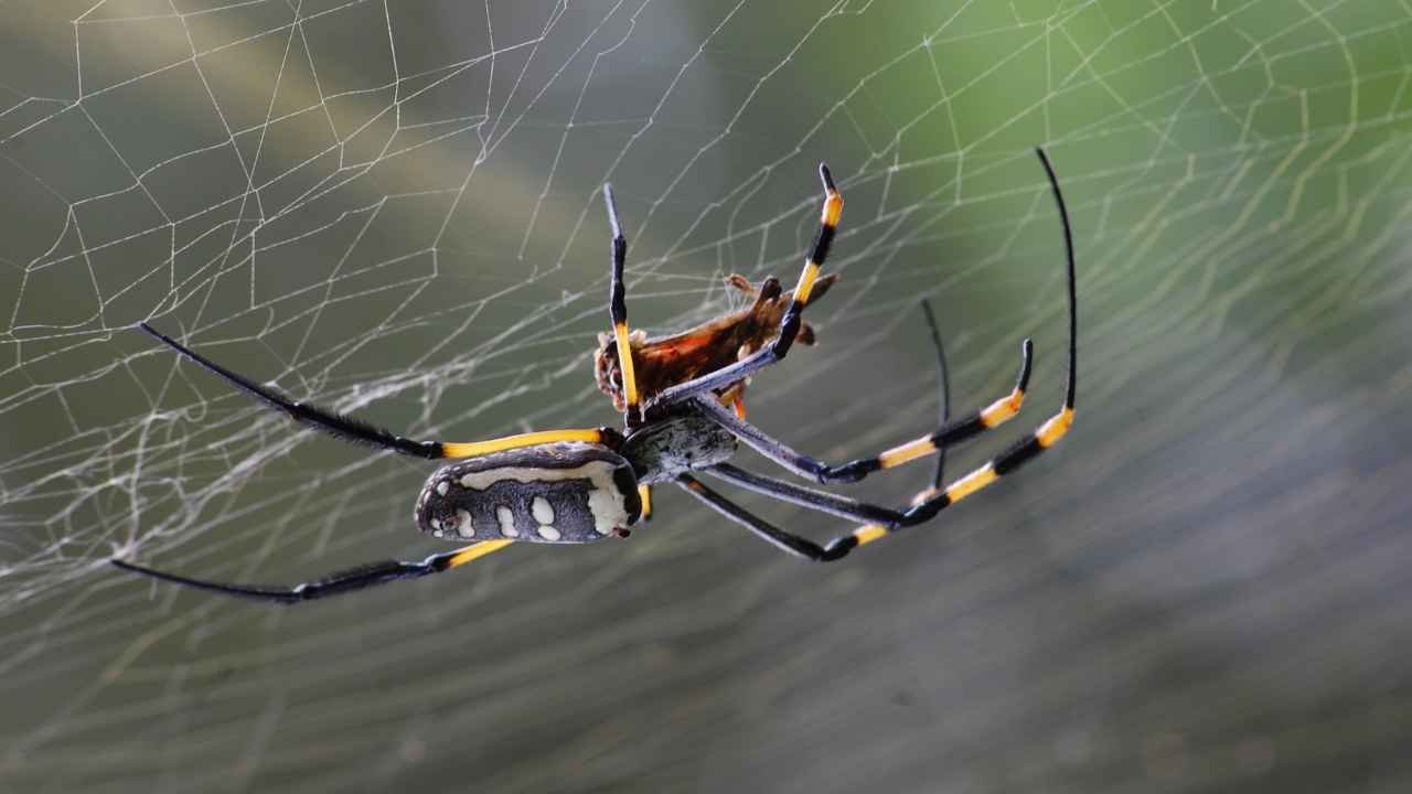 Orb Spiders