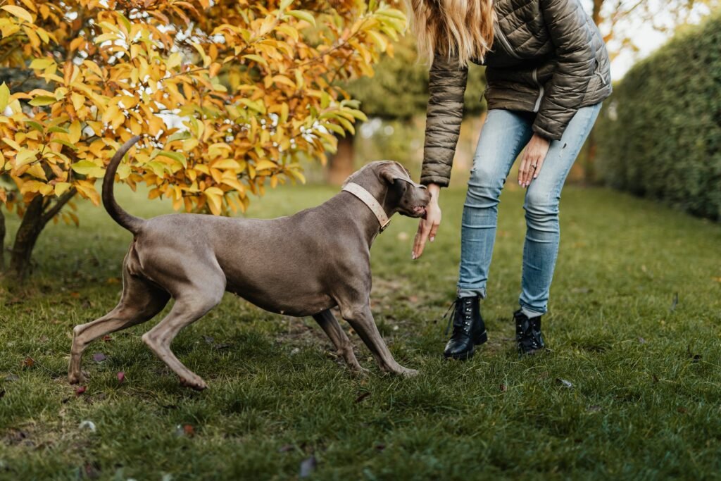 Pet dog