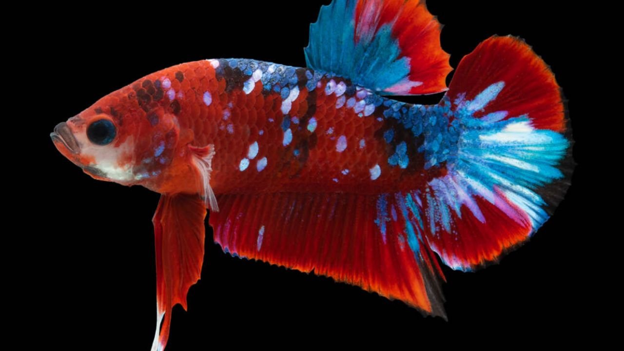 Plakat Betta Fish