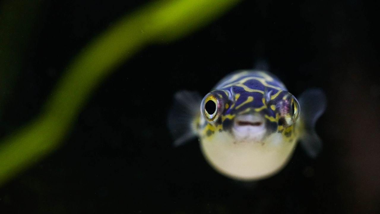 Raising a Baby Puffer Fish