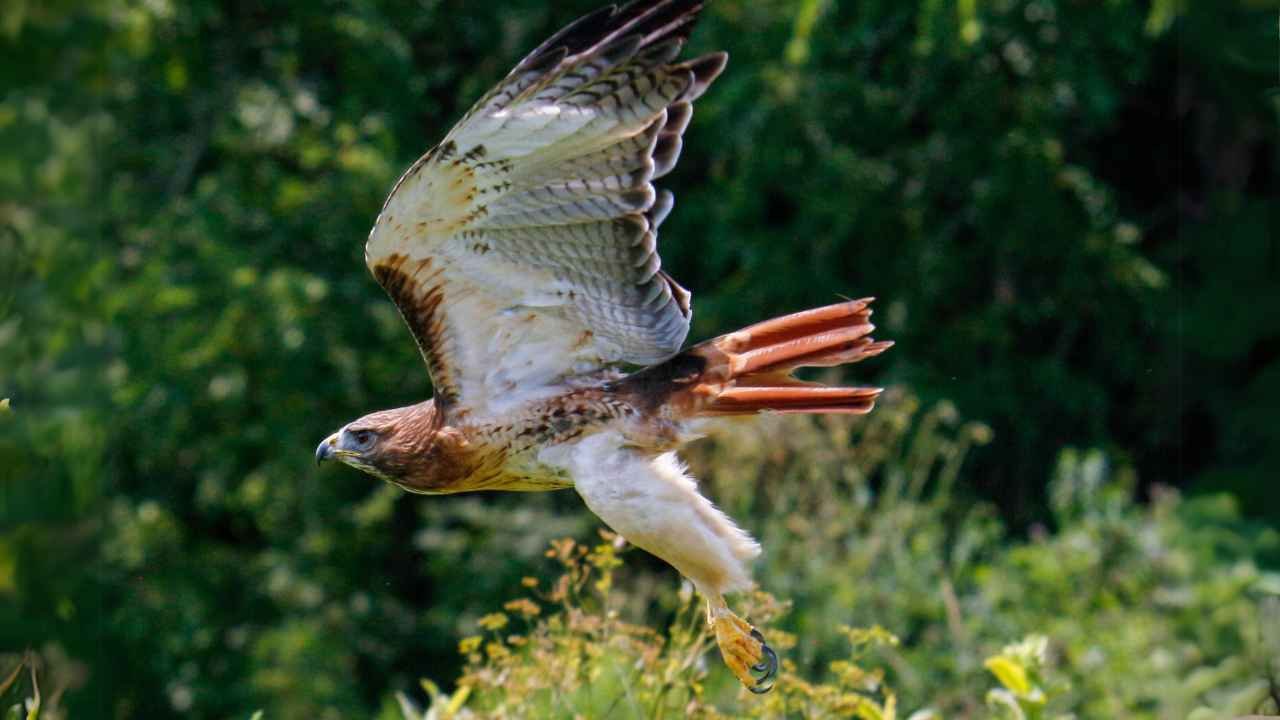 Red-tailed Hawk