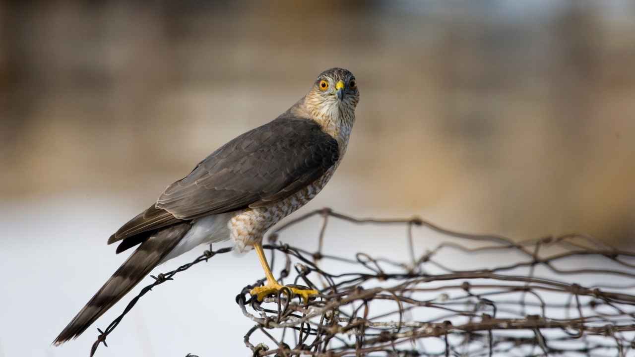 Sharp-shinned Hawk