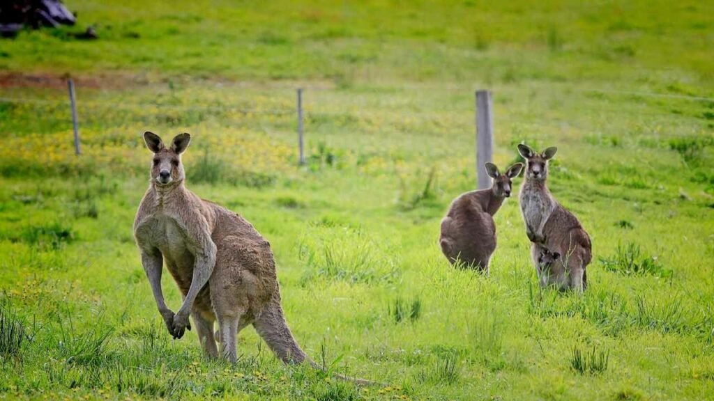 Behavioral Adaptations of Kangaroos