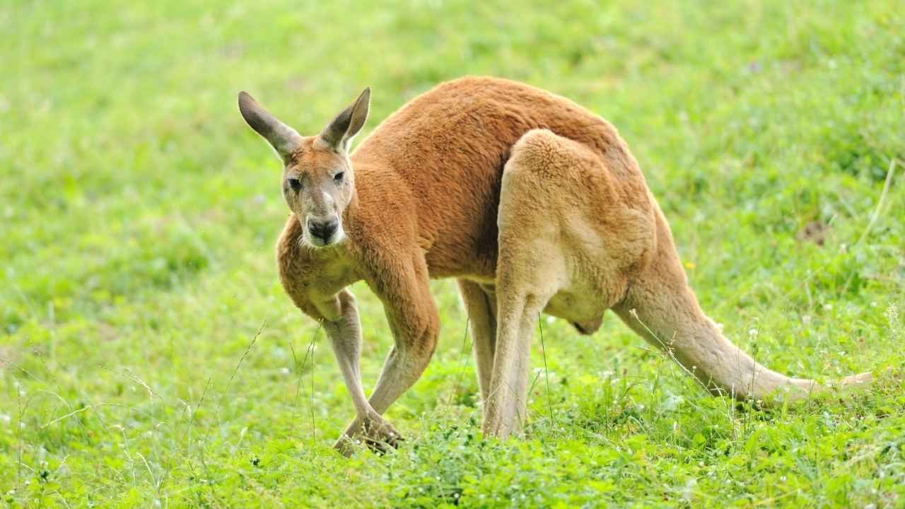 Kangaroo