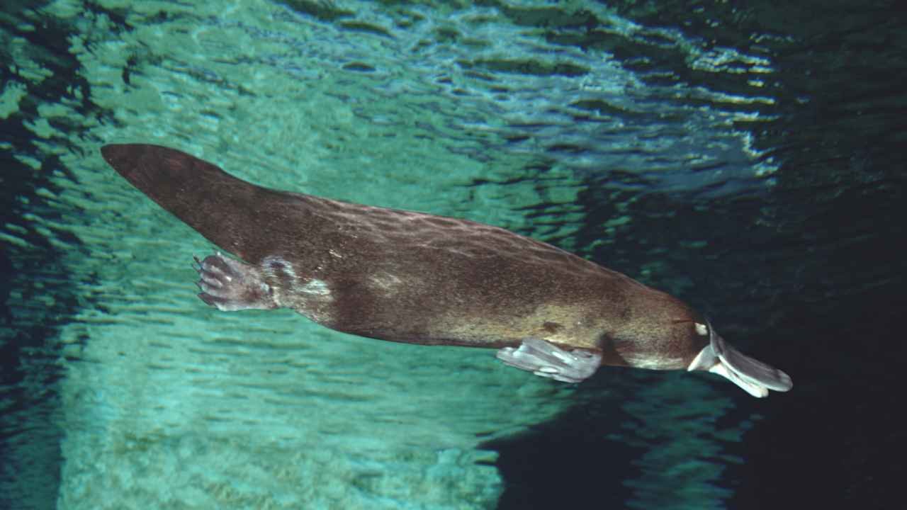 Classification Of Platypus