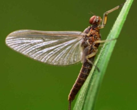Mayfly