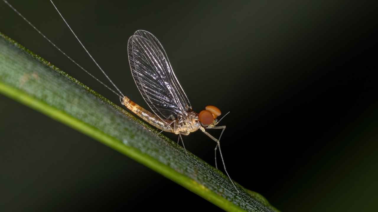 Mayfly Lifespan