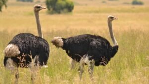 Ostriches