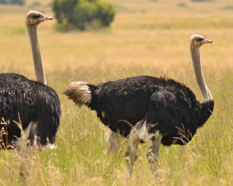 Ostriches