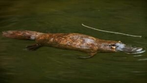 Platypus