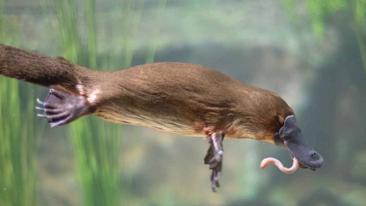 Platypus Diet
