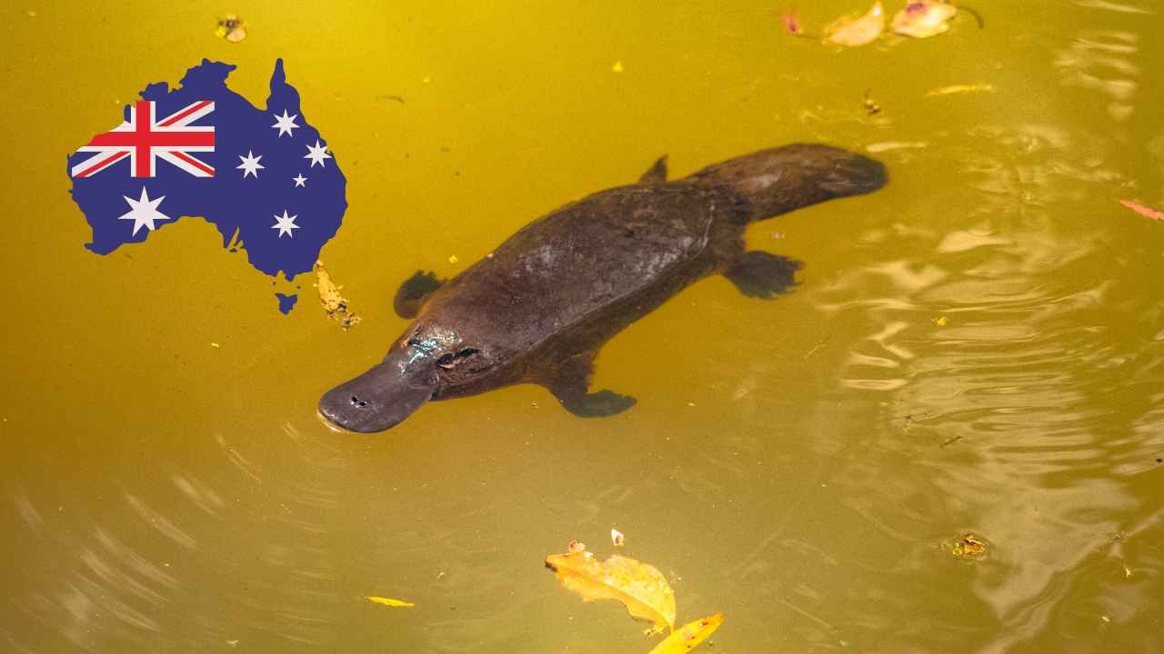 Platypus Habitat