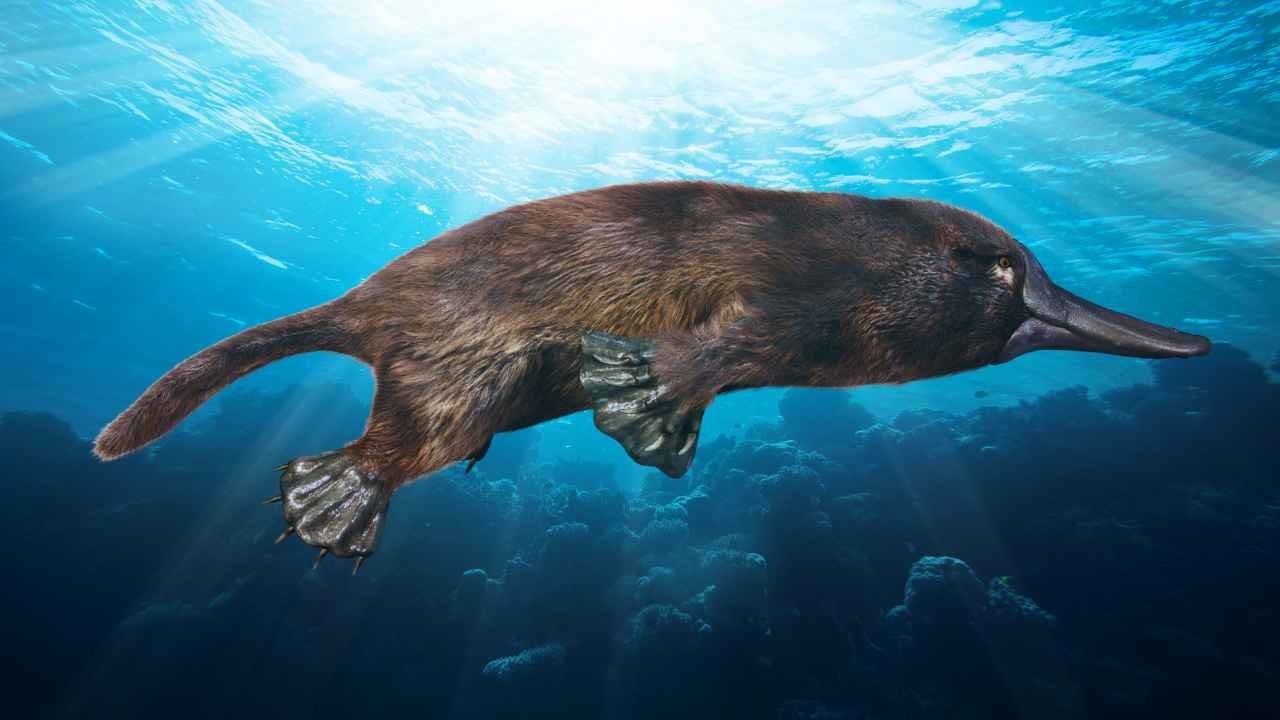 Webbed Feet