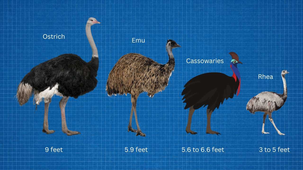 How Big Is An Ostrich Is It The Largest Bird In The World Zooologist