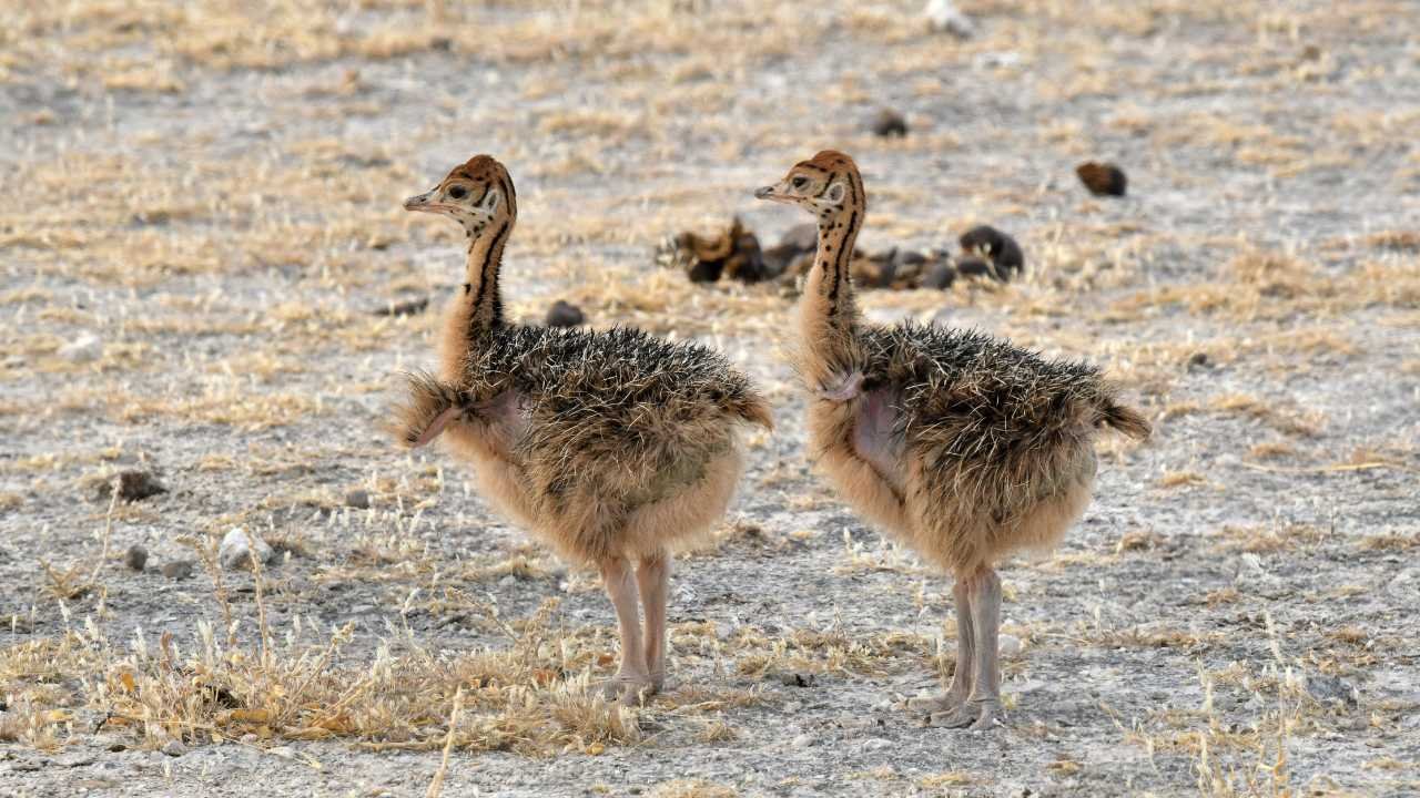 ostrich chicks