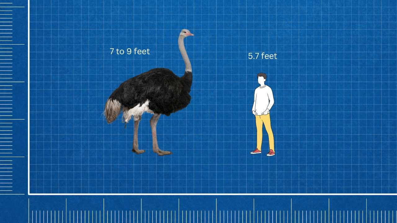 ostrich compared to a human