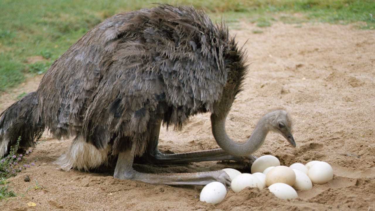 ostrich egg
