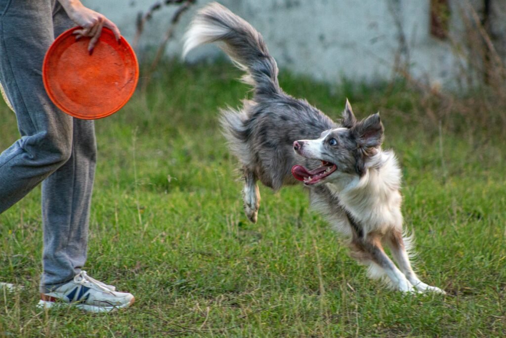 dog playing with frisbee